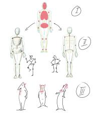 Anatomische Vereinfachung